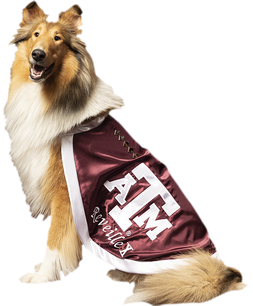 Texas A&M University mascot Reveille